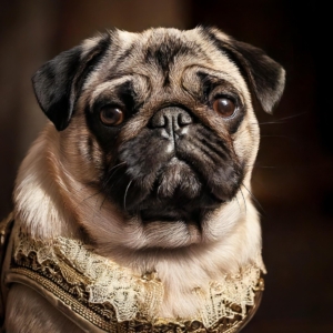 Victorian Pug