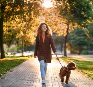 Walking Your Lagotto Romagnolo Safely: Expert Leash Tips