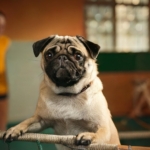 What’s the Best Training Style for Your Pug