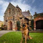 A Comprehensive Guide to Battersea Dogs Home: History, Mission, and Services