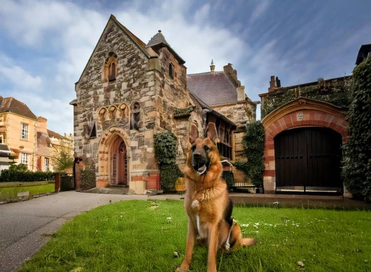 A Comprehensive Guide to Battersea Dogs Home: History, Mission, and Services