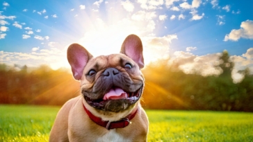 Exploring the Unique and Endearing Characteristics of a French Bulldog's Tale