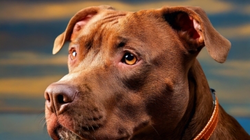 American Pitbull Terrier