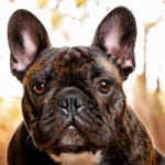 Ancestry of French Bulldogs