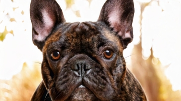 Ancestry of French Bulldogs