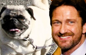 Gerard Butler Pug