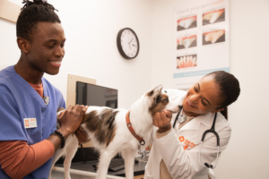 Why Choose Banfield Pet Hospital for Your Pet’s Health Needs