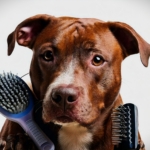 Best Brushes for Pitbulls