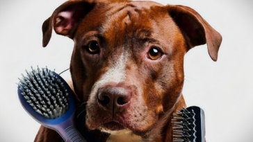 Best Brushes for Pitbulls