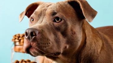 Best Dog Food for Your Pitbull