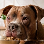 Best Food for Your Pitbull