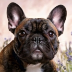 Best French Bulldog Name