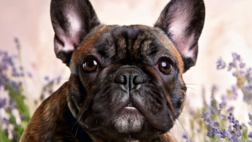 Best French Bulldog Name