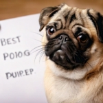 Best Pug Name Poll