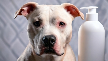 Best Shampoos for Pitbulls with Sensitive Skin