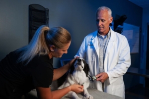 Exploring the Advanced Services at BluePearl Veterinary Care Pet Hospitals