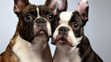 Boston Terrier vs French Bulldog: A Comprehensive Comparison