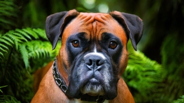 Boxer Dog