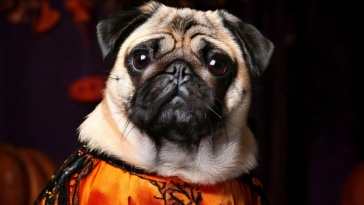 celebrity pug halloween