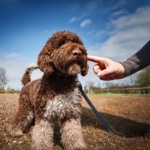 Choosing dog trainer Lagotto Romagnolo