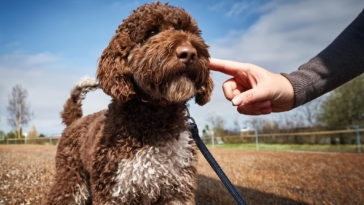 Choosing dog trainer Lagotto Romagnolo