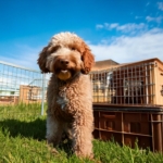 Crate training Lagotto Romagnolo