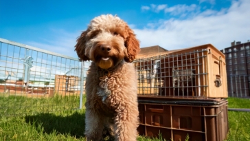 Crate training Lagotto Romagnolo