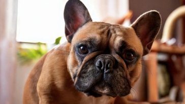 DIY Grooming for French Bulldogs