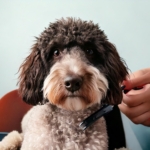 DIY Grooming for Lagotto Romagnolo