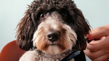 DIY Grooming for Lagotto Romagnolo