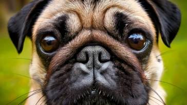 Do Pugs Eyes Really Fall