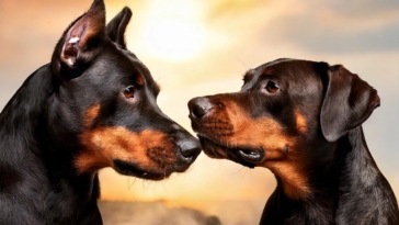 Doberman vs Pitbull