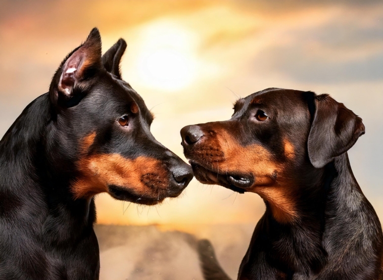 Doberman vs Pitbull