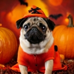 Dog Halloween Costume Trends