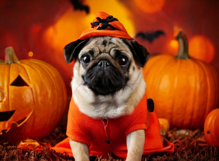 Dog Halloween Costume Trends