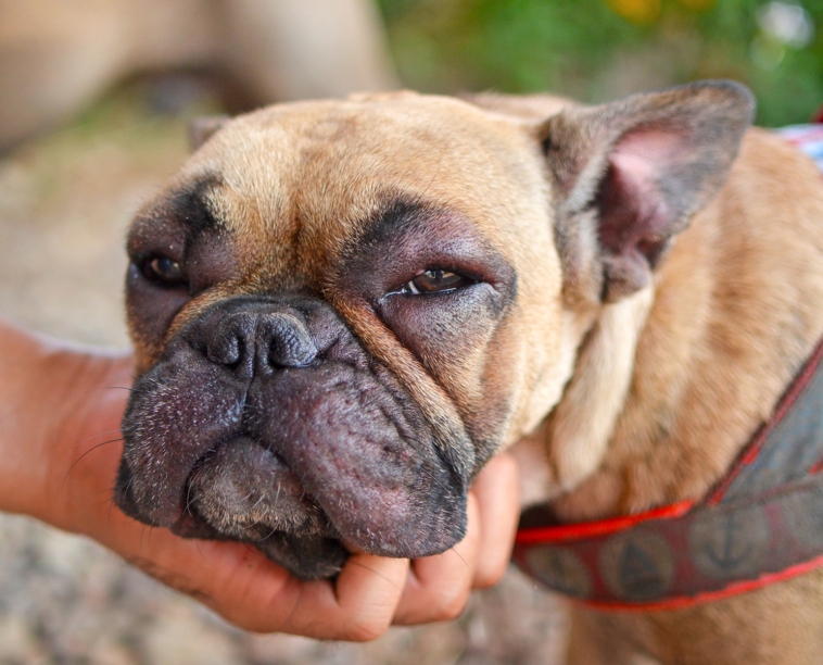 Otitis Pug Dog