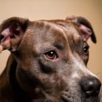 Ear Infections in Pitbulls