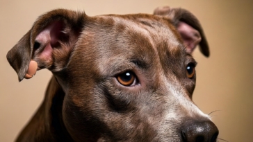 Ear Infections in Pitbulls