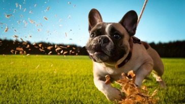 Favorite French Bulldog Activity