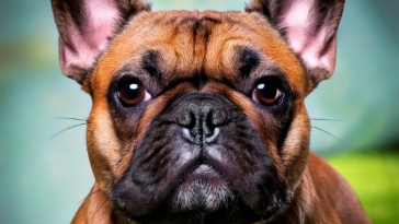 French Bulldog