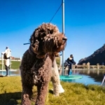 Lagotto Romagnolo Training 101