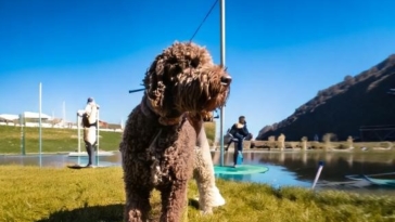 Lagotto Romagnolo Training 101