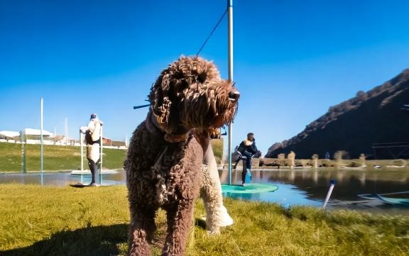 Lagotto Romagnolo Training 101