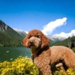 Mastering the Lagotto Romagnolo