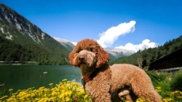 Mastering the Lagotto Romagnolo