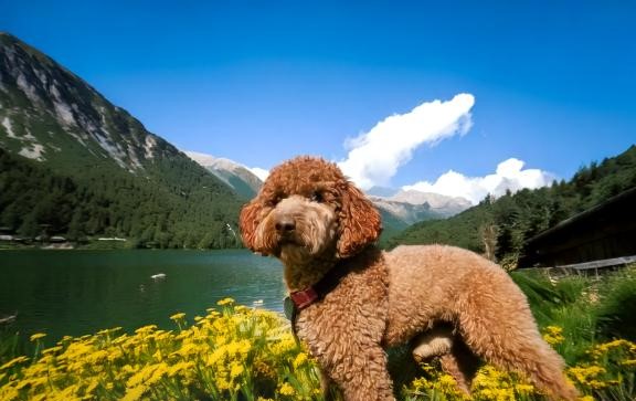 Mastering the Lagotto Romagnolo