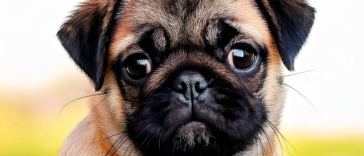 Pug Poodle Mix Puppy