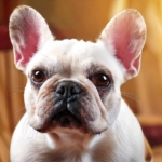 French Bulldog Age Quiz