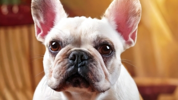 French Bulldog Age Quiz