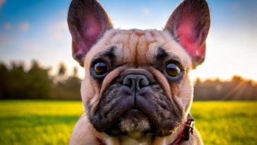 french bulldog health